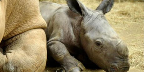 Inbox #07 Aprile 2012/ Sud Africa e Rinoceronti. Un’opportunità concreta per agire contro l’estinzione della specie
